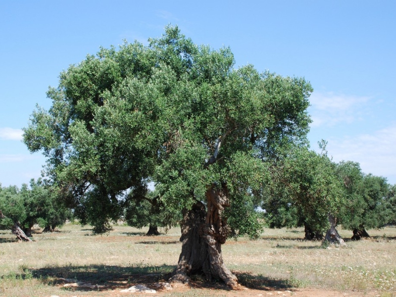 Ulivi nel Salento