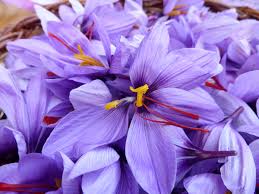 Zafferano: fiori e raccolta